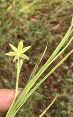 Hypoxis hygrometrica