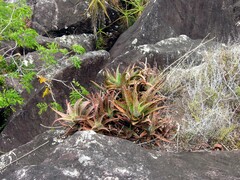 Aloe rebmannii