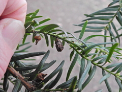 Cecidophyopsis psilaspis