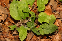 Pentaglottis sempervirens