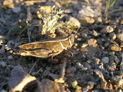 Calliptamus barbarus