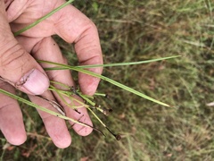 Hypoxis hygrometrica