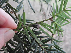 Cecidophyopsis psilaspis