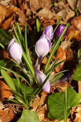 Crocus neapolitanus