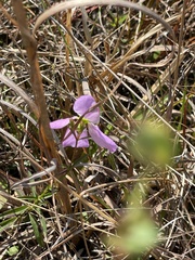 Rhexia mariana mariana