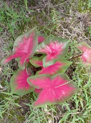 Caladium