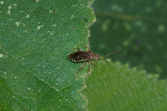 Rhopalus sapporensis