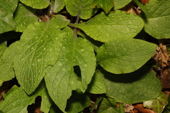 Pentaglottis sempervirens