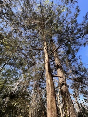 Chamaecyparis thyoides