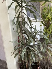 Dracaena