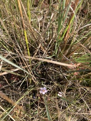 Drosera capillaris