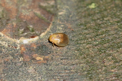 Hemisphaerius