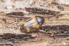 Mycetophagidae