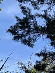 Chamaecyparis thyoides