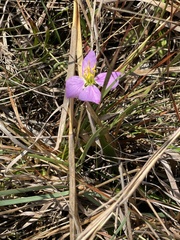 Rhexia mariana mariana