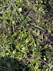 Hydrocotyle umbellata