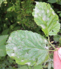 Erysiphe corylacearum