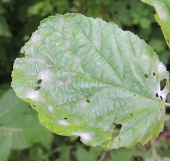 Erysiphe corylacearum