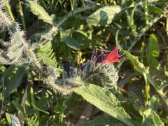 Echium