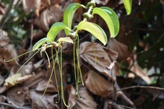 Smilacaceae
