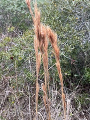 Andropogon glomeratus