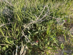 Echium