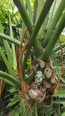 Thaumatophyllum bipinnatifidum