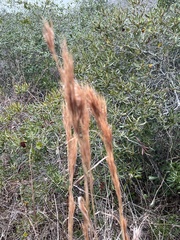 Andropogon glomeratus