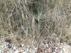 Phragmites australis australis