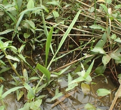 Alisma canaliculatum