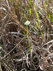 Fuirena scirpoidea