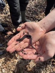 Ambystoma 'unisexual complex'