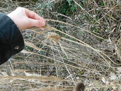 Phragmites australis australis