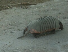 Chaetophractus villosus