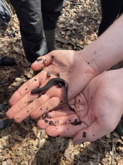 Ambystoma 'unisexual complex'