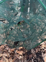 Ambystoma 'unisexual complex'