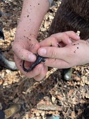 Ambystoma 'unisexual complex'
