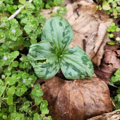 Trillium cuneatum