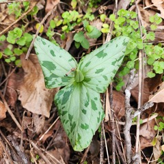 Trillium cuneatum