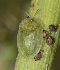 Cassida deflorata