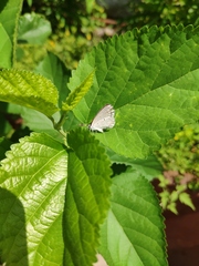 Celastrina argiolus
