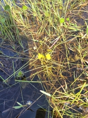 Utricularia