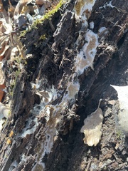 Coniophora puteana