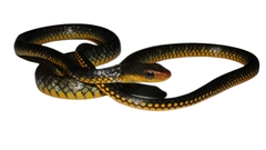 Chironius carinatus