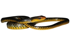 Chironius carinatus