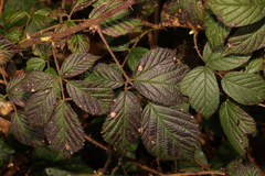 Rubus tuberculatus