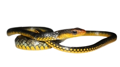 Chironius carinatus