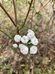 Spiraea prunifolia