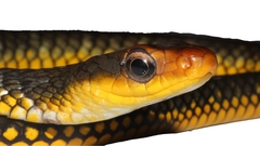 Chironius carinatus