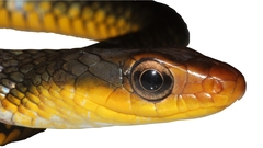 Chironius carinatus